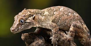 Gargoyle Gecko